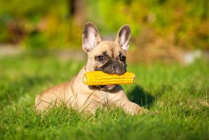 Dog holding corn on the cob in its mouth.