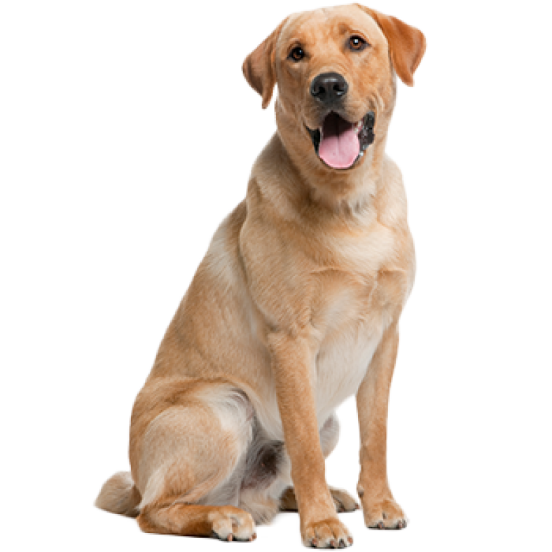 Dog Biting Nails Top 6 Reasons Why Dogs Bite Their Nails