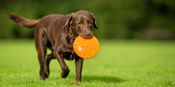 brown labrador retriever in green grass park retrieving an orange frisbee in his mouth