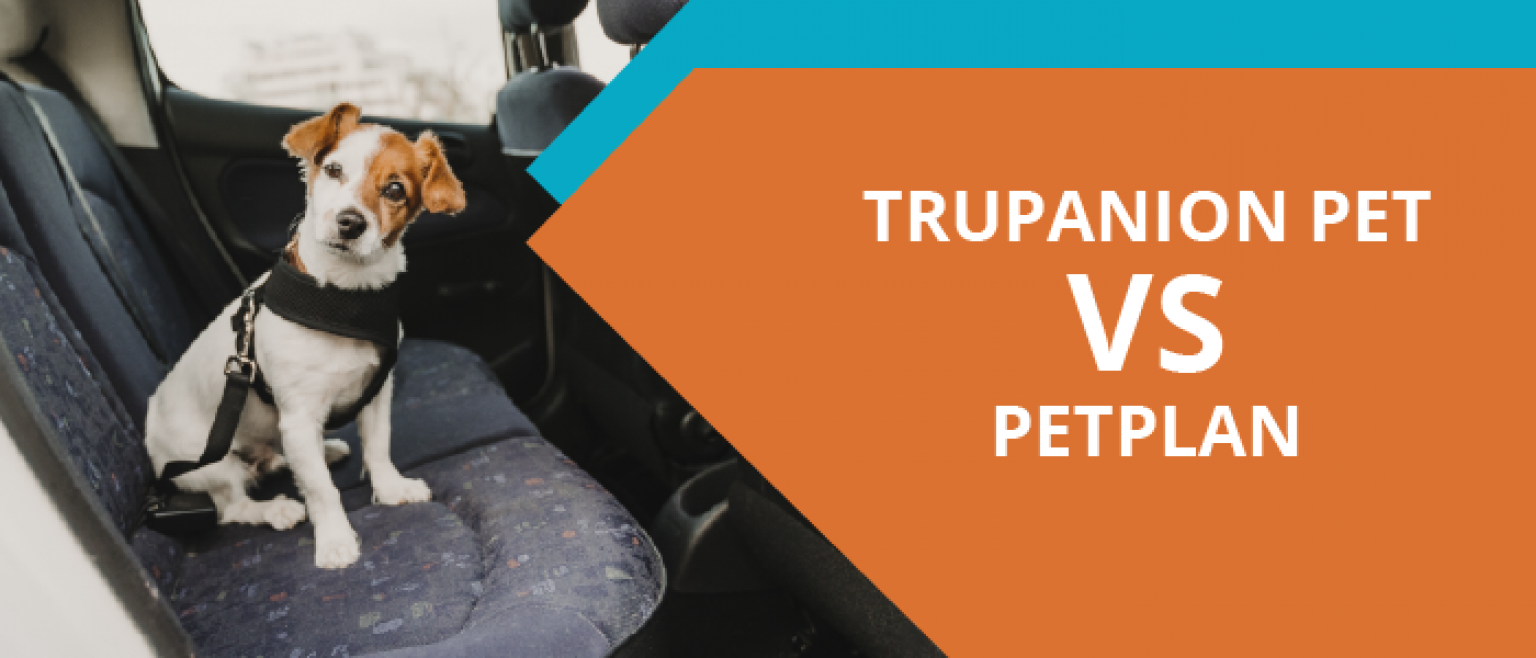 PetPlan vs Trupanion Policy Coverage and Pricing Compared (2024) Pet