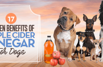 17 Proven Benefits of Apple Cider Vinegar for Dogs (No. 4 is Best)