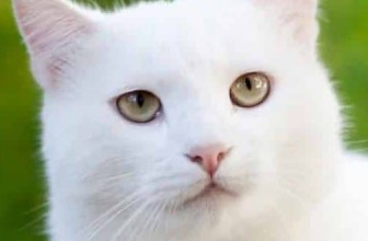 Cat Insurance