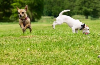 Best Small Dog Breeds for Kids and Families