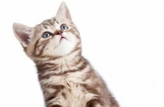 Kitten Insurance