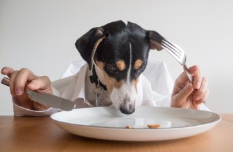 13 Human Foods You Should Never Feed Your Dog or Cat