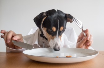 13 Human Foods You Should Never Feed Your Dog or Cat