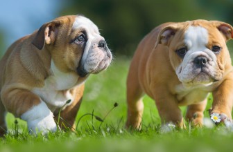 Puppy Insurance