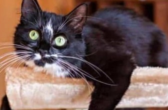 Can Claw Caps Protect Your Furnishings And Your Pet?