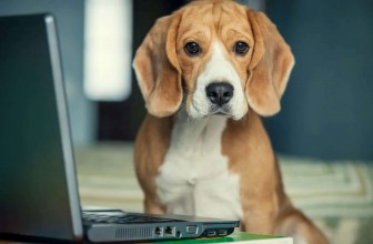 Will Allowing Dogs at Work Benefit Your Company?