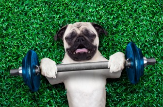 A Tired Dog is a Happy Dog – Filling Your Dog’s Exercise Needs