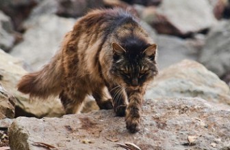 Can a Feral Cat Work as a Pet?