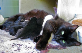 Why Cats Need to Knead