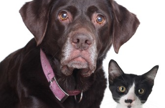 Common Ailments in Older Pets