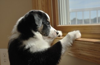 5 Ways to Ease Separation Anxiety in Your Dog