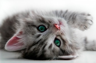 4 Ways to Prepare for a New Kitten