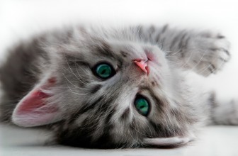 4 Ways to Prepare for a New Kitten
