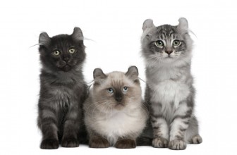 American Curl Cat Insurance