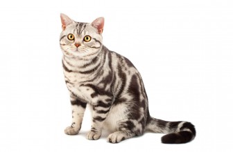 American Shorthair Cat Insurance