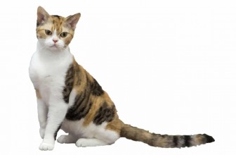 American Wirehair Cat insurance