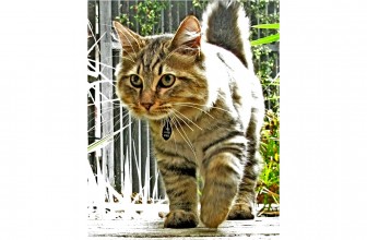 American Bobtail Cat Insurance