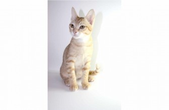 Arabian Mau Cat Insurance