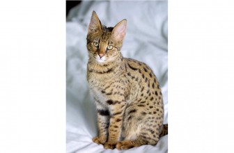 Ashera Cat Insurance