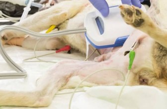 Autoimmune Hemolytic Anemia in Dogs