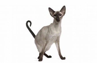 Balinese Cat Insurance