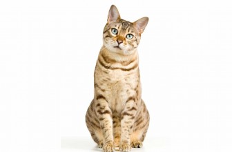 Bengal Cat Insurance