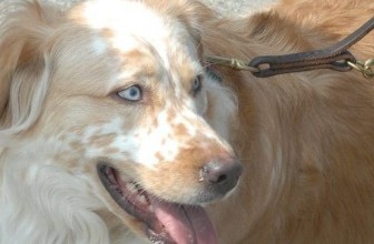 Benign Prostatic Hyperplasia in Dogs