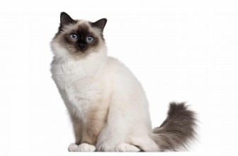Birman Cat Insurance