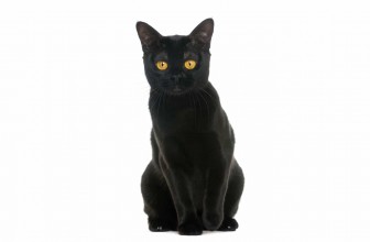 Bombay Cat Insurance