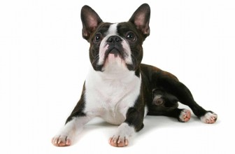 Boston Terrier Pet Insurance