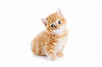British Shorthair Cat Insurance