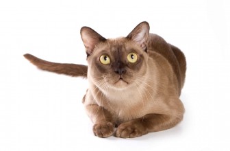 Burmese Cat Insurance