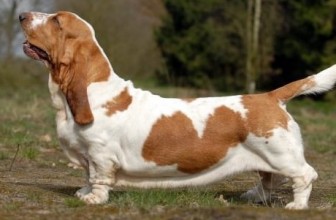 Achondroplasia in Dogs