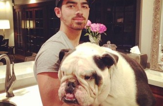 #3: Designer Bulldog $25,000