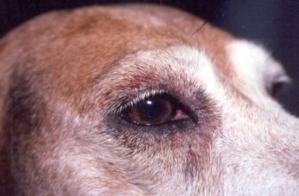 Progressive Retinal Atrophy In Dogs