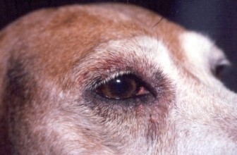 Progressive Retinal Atrophy In Dogs