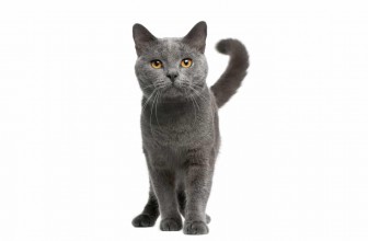 Chartreux Cat Insurance