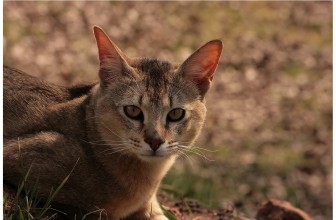 Chausie Cat Insurance