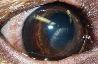 Corneal Ulcer in Dogs