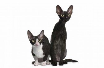 Cornish Rex Cat Insurance