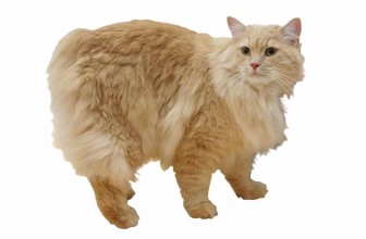 Cymric Cat Insurance