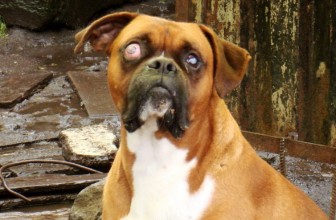 Glaucoma in Dogs
