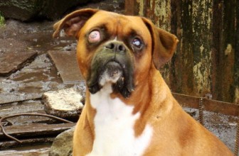 Glaucoma in Dogs