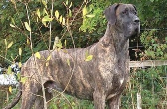 Addison’s Disease in Dogs
