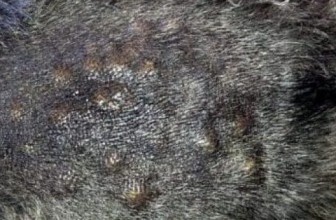 Comedone Syndrome in Dogs