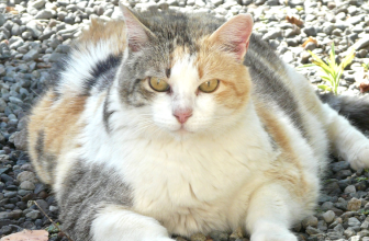 Cat Exercise: Do You Really Need to Exercise Your Cat?