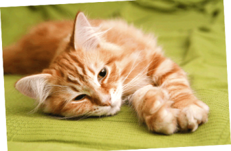 Overview Of Healthy Paws Coverage